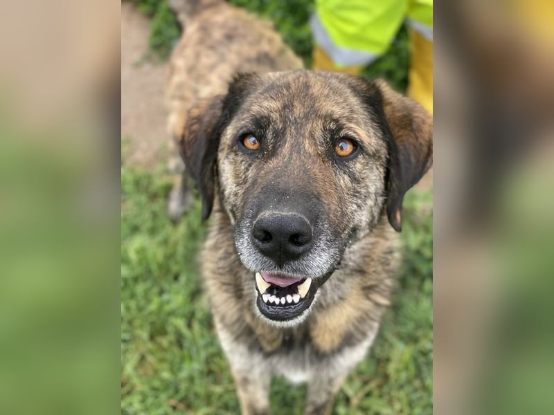 Theo, geb. ca. 04/2022, lebt in GRIECHENLAND, im städt. Tierheim Serres Theo, geb. ca. 04/2022, lebt in GRIECHENLAND, im städt. Tierheim Serres