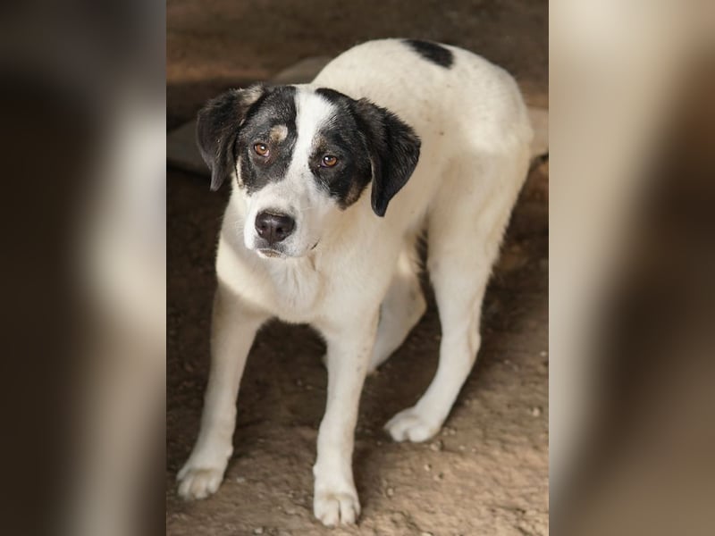 Thundery, geb. ca. 11/2022, lebt in GRIECHENLAND, im städt. Tierheim Serres