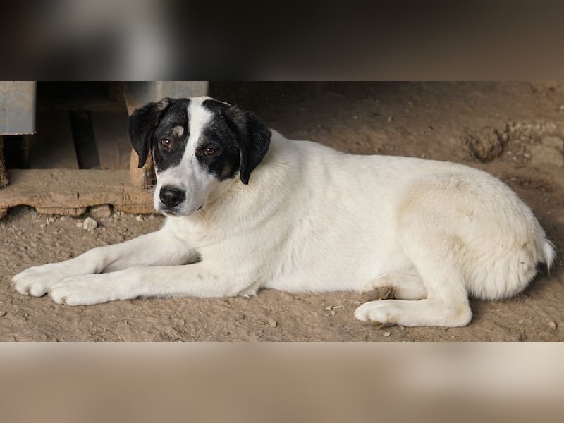 Thundery, geb. ca. 11/2022, lebt in GRIECHENLAND, im städt. Tierheim Serres