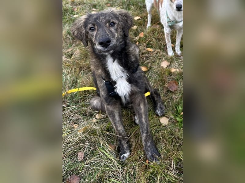 Kaya, geb. ca. 05/2025, lebt auf einer Pflegestelle in 95168 Marktleuthen