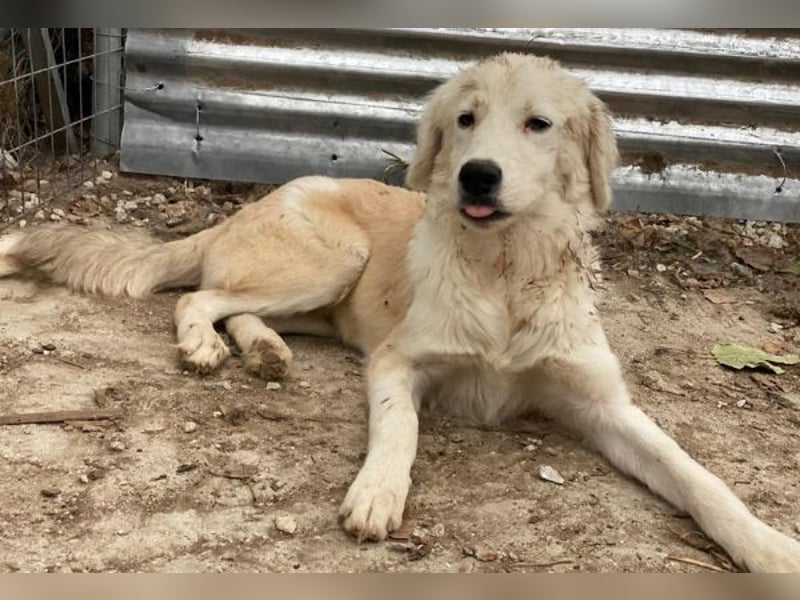 Havoc, geb. ca. 03/2025, lebt in GRIECHENLAND, auf einer privaten Pflegestelle