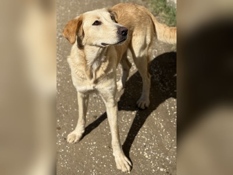 Liova, geb. ca. 10/2024, lebt in GRIECHENLAND, auf einem Gelände, Hunde werden notdürftig versorgt