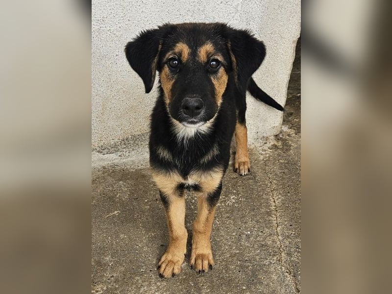 Glinda, geb. ca. 07/2025, lebt in GRIECHENLAND, im städt. Tierheim Serres