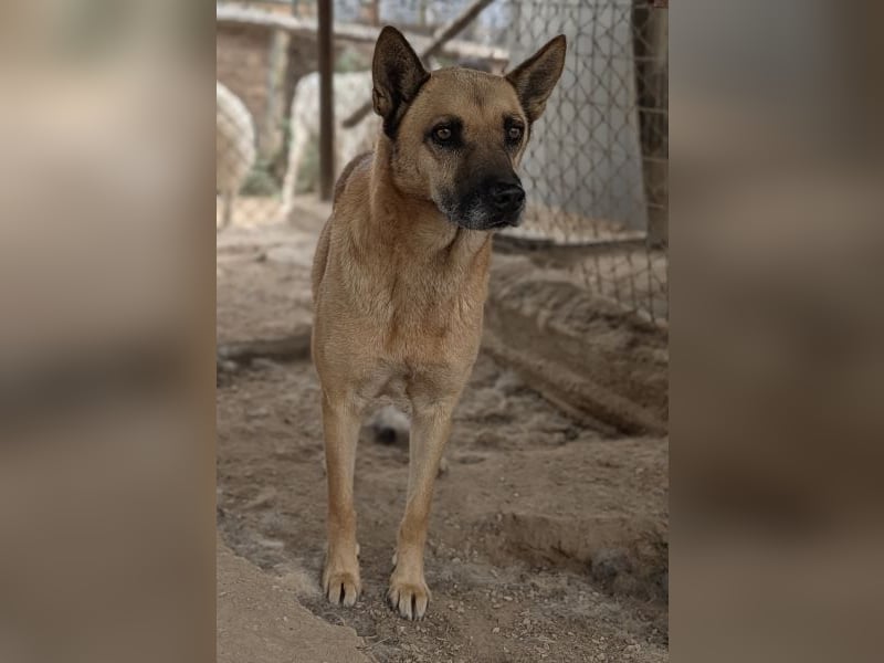 Diesel, geb. ca. 04/2022, lebt in GRIECHENLAND, im städt. Tierheim Serres