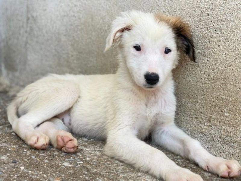 Luna, geb. ca. 07/2025, lebt in GRIECHENLAND, im städt. Tierheim Serres