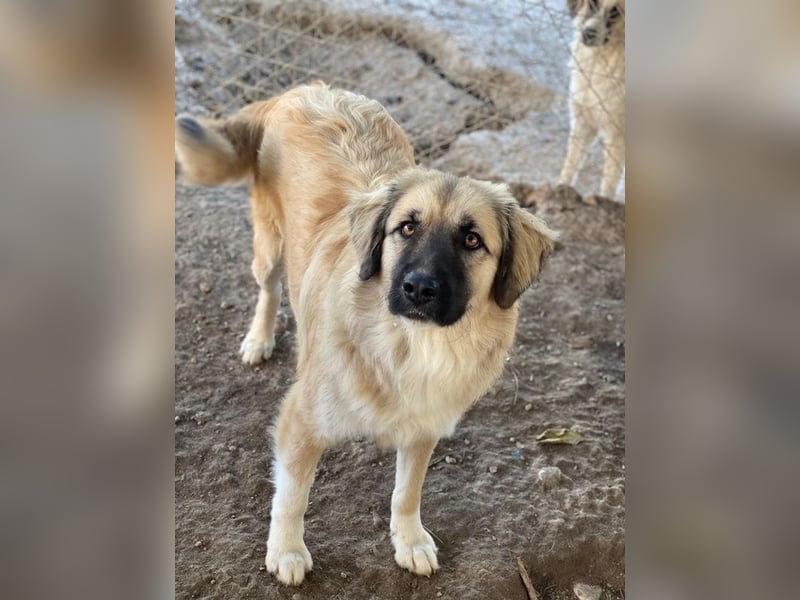 Malou, geb. ca. 04/2024, lebt in GRIECHENLAND, im städt. Tierheim Serres