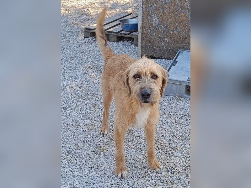 Sid, geb. ca. 08/2022 , lebt in GRIECHENLAND, auf einer privaten Pflegestelle Sid, geb. ca. 08/2022 , lebt in GRIECHENLAND, auf einer privaten Pflegestelle