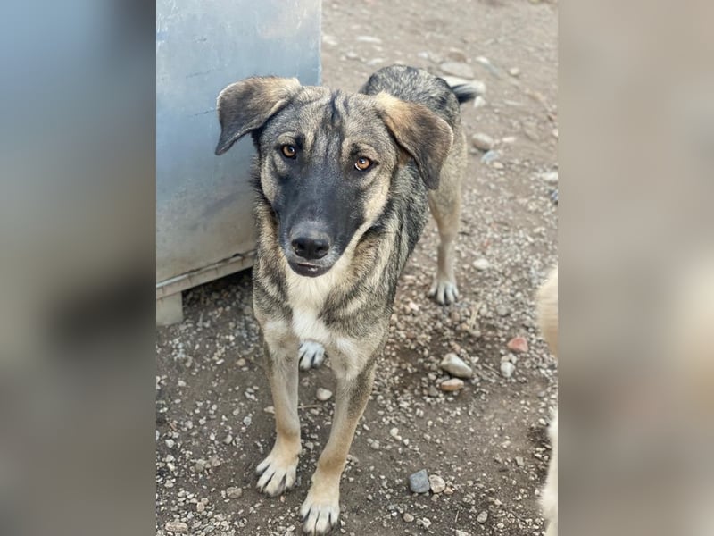 Erwin, geb. ca. 05/2024, lebt in GRIECHENLAND, im städt. Tierheim Serres