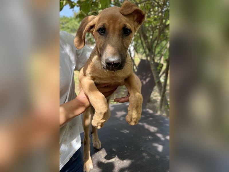 Jamie, geb. ca. 06/2022, lebt in GRIECHENLAND, auf einer privaten Pflegestelle