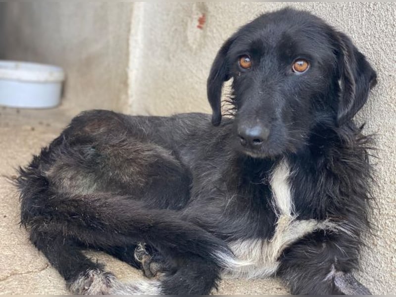 Erebus, geb. ca. 01/2025, lebt in GRIECHENLAND, im städt. Tierheim Serres