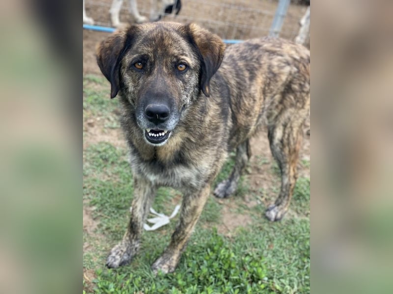 Theo, geb. ca. 04/2022, lebt in GRIECHENLAND, im städt. Tierheim Serres Theo, geb. ca. 04/2022, lebt in GRIECHENLAND, im städt. Tierheim Serres