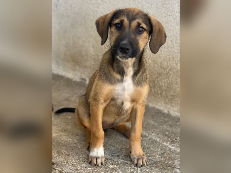 Tayachen, geb. ca. 07/2025, lebt in GRIECHENLAND, im städt. Tierheim Serres