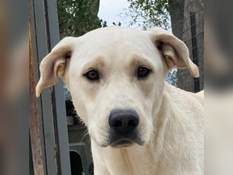 Miguel, geb. ca. 08/2024, lebt in GRIECHENLAND, im städt. Tierheim Serres Miguel, geb. ca. 08/2024, lebt in GRIECHENLAND, im städt. Tierheim Serres