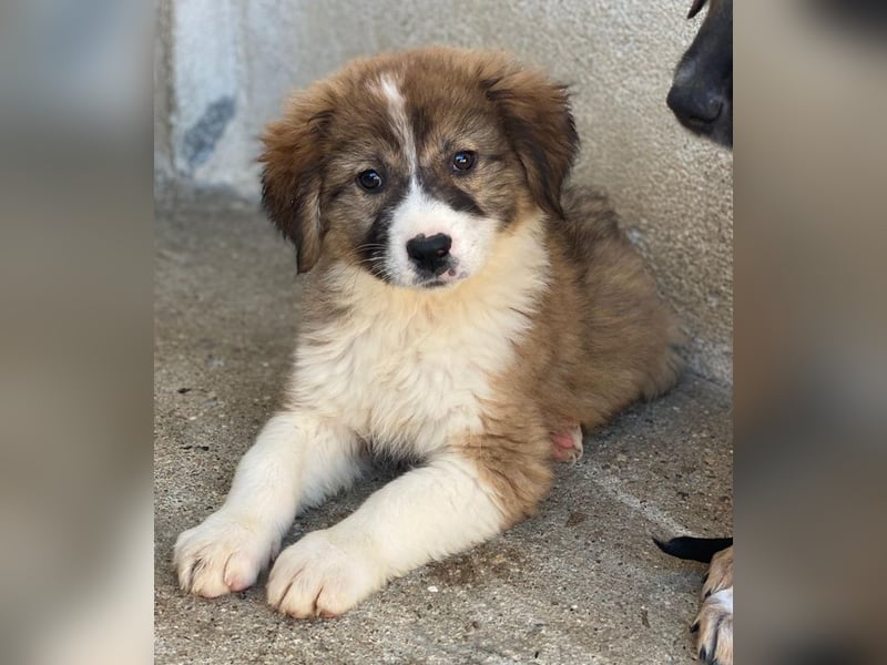 Suvi, geb. ca. 08/2025, lebt in GRIECHENLAND, im städt. Tierheim Serres