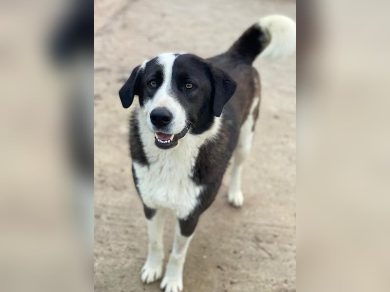 Aquata, geb. ca. 01/2023, lebt in GRIECHENLAND, im städt. Tierheim Serres