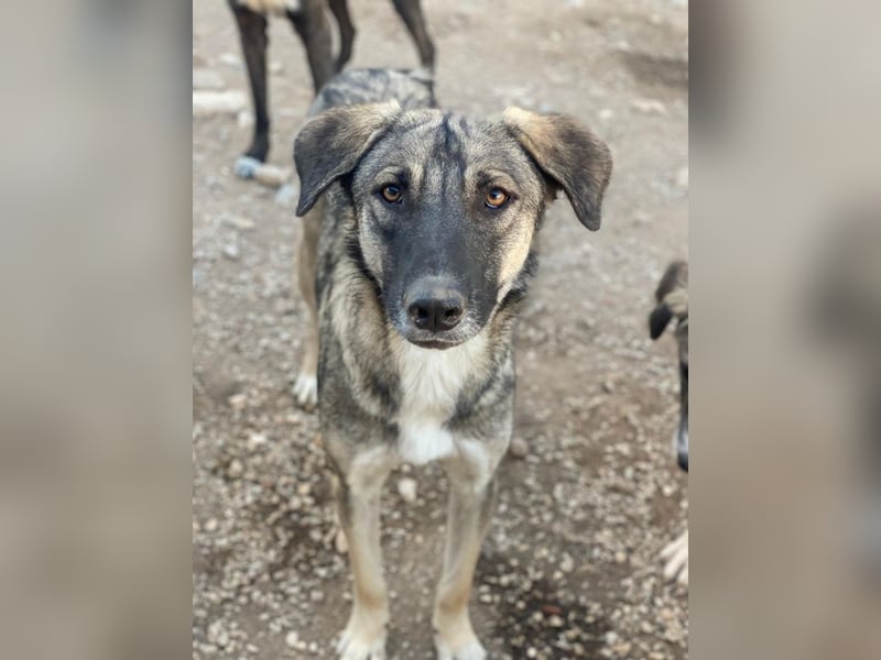 Erwin, geb. ca. 05/2024, lebt in GRIECHENLAND, im städt. Tierheim Serres