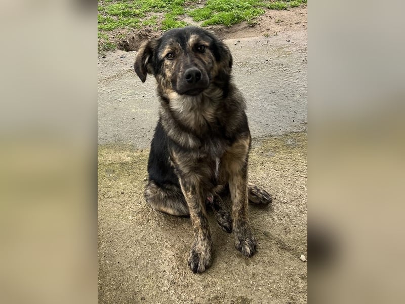 Nevik, geb. ca. 10/2024, lebt in GRIECHENLAND, auf einer privaten Pflegestelle