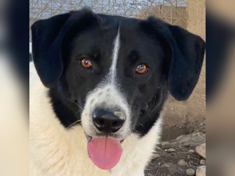 Grecco, geb. ca. 11/2022, lebt in GRIECHENLAND, im städt. Tierheim Serres