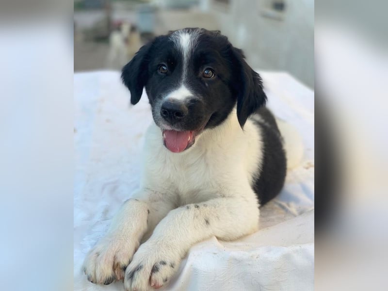 Anastasia, geb. ca. 05/2025, lebt in GRIECHENLAND, im städt. Tierheim Serres