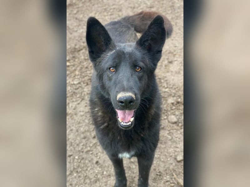 Zanders, geb. ca. 05/2023, lebt in GRIECHENLAND, im städt. Tierheim Serres