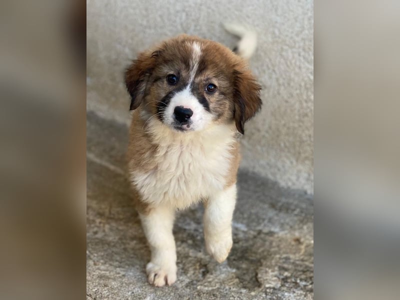 Suvi, geb. ca. 08/2025, lebt in GRIECHENLAND, im städt. Tierheim Serres