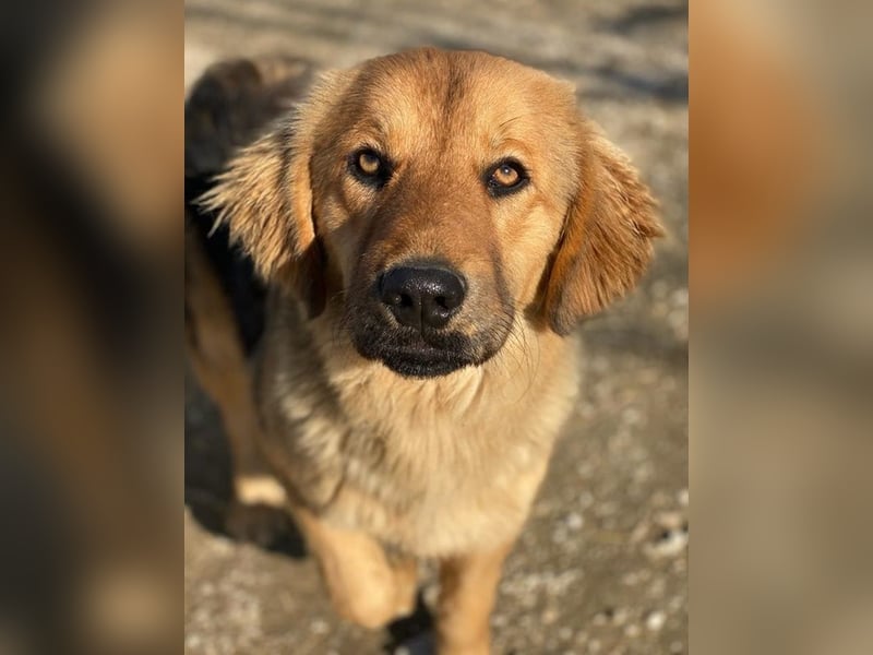 Kerchak, geb. ca. 07/2021, lebt in GRIECHENLAND, im städt. Tierheim Serres