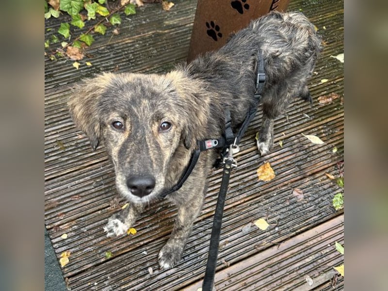 Kaya, geb. ca. 05/2025, lebt auf einer Pflegestelle in 95168 Marktleuthen