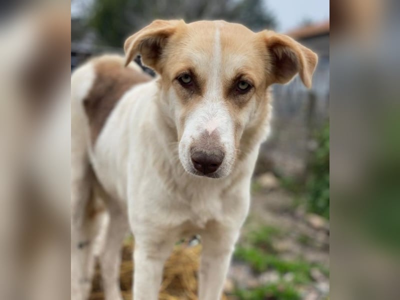 Evi, geb. ca. 06/2020, lebt in GRIECHENLAND, im städt. Tierheim Serres