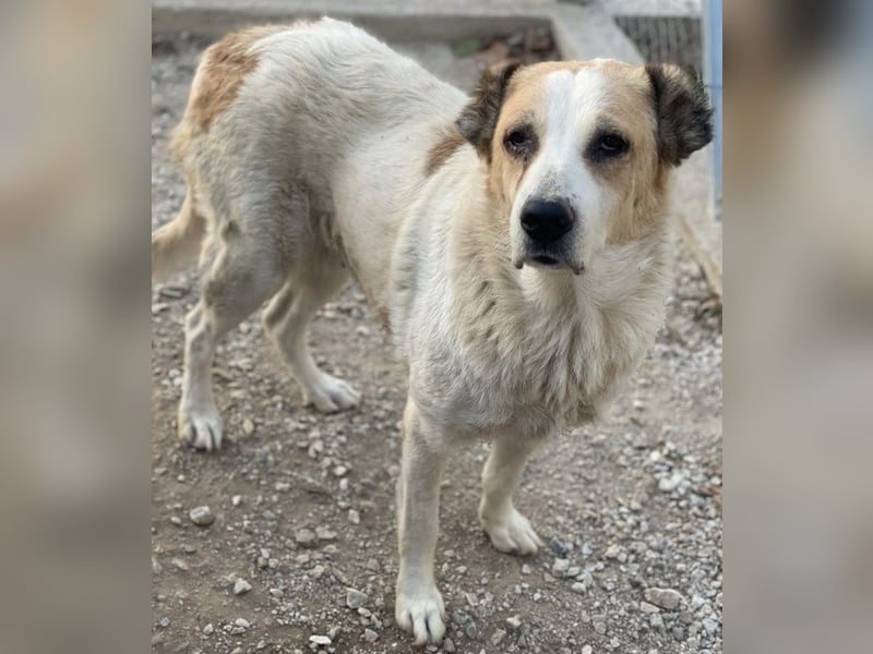 Jorma, geb. ca. 03/2016, lebt in GRIECHENLAND, im städt. Tierheim Serres