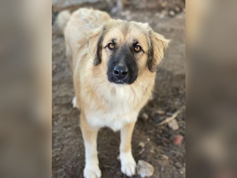 Malou, geb. ca. 04/2024, lebt in GRIECHENLAND, im städt. Tierheim Serres