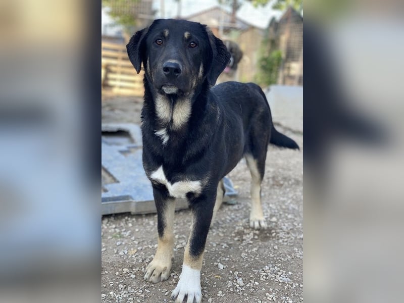 Neco, geb. ca. 11/2023, lebt in GRIECHENLAND, im städt. Tierheim Serres Neco, geb. ca. 11/2023, lebt in GRIECHENLAND, im städt. Tierheim Serres