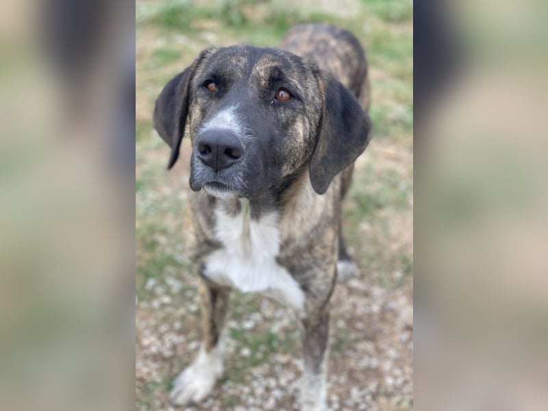 Tenera, geb. ca. 10/2024, lebt in GRIECHENLAND, im städt. Tierheim Serres