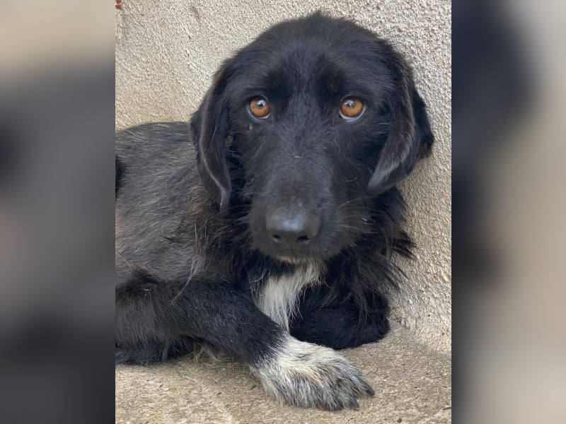 Erebus, geb. ca. 01/2025, lebt in GRIECHENLAND, im städt. Tierheim Serres