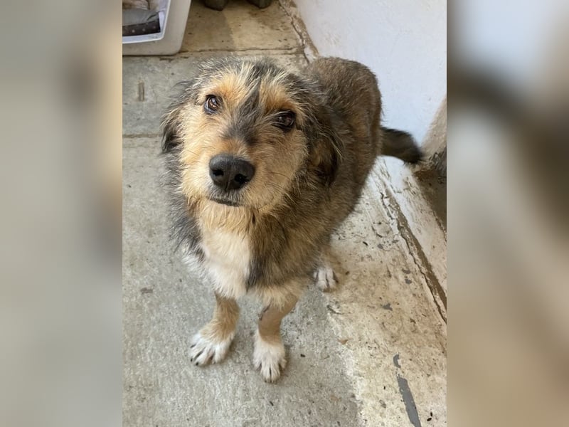 Flóki, geb. ca. 11/2023, lebt in GRIECHENLAND, auf einer privaten Pflegestelle