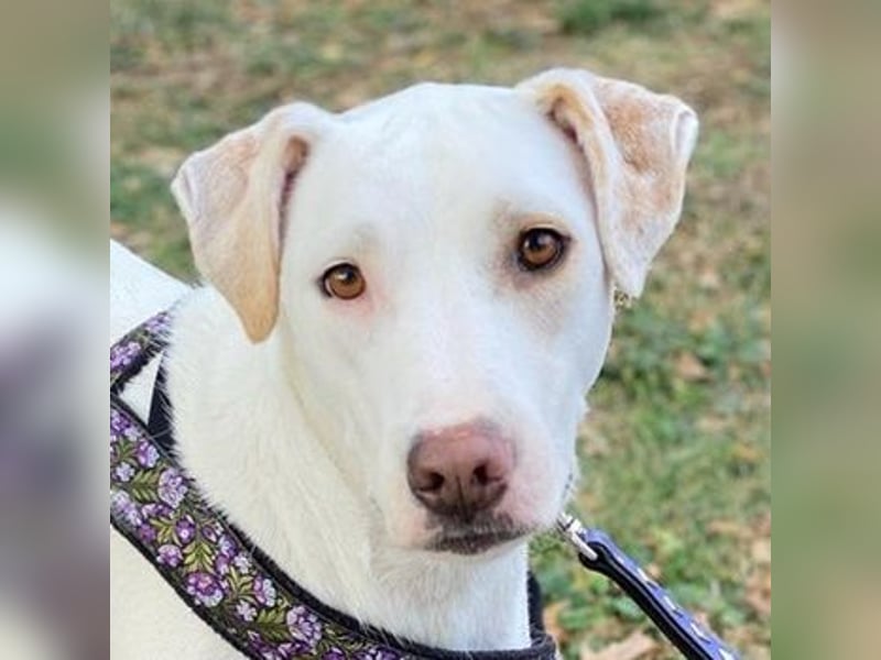 Janna, geb. ca. 10/2019, lebt in GRIECHENLAND, auf einer privaten Pflegestelle Janna, geb. ca. 10/2019, lebt in GRIECHENLAND, auf einer privaten Pflegestelle