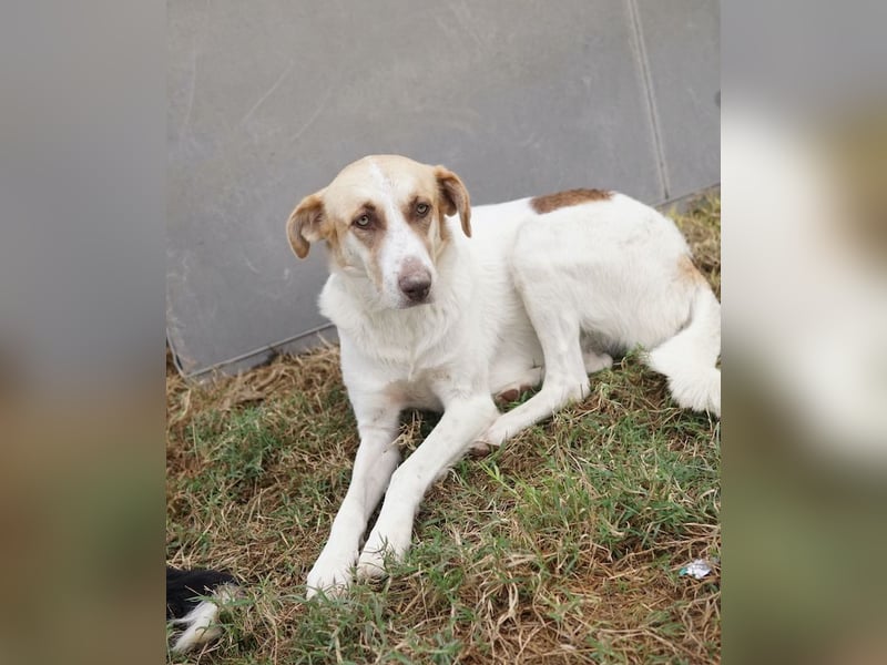 Evi, geb. ca. 06/2020, lebt in GRIECHENLAND, im städt. Tierheim Serres