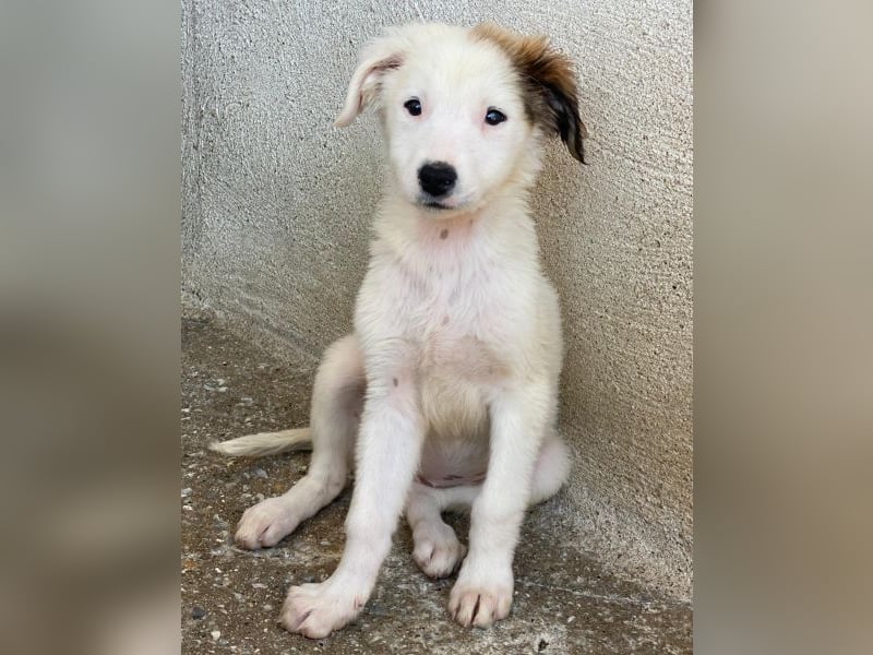 Luna, geb. ca. 07/2025, lebt in GRIECHENLAND, im städt. Tierheim Serres