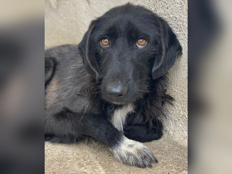 Erebus, geb. ca. 01/2025, lebt in GRIECHENLAND, im städt. Tierheim Serres