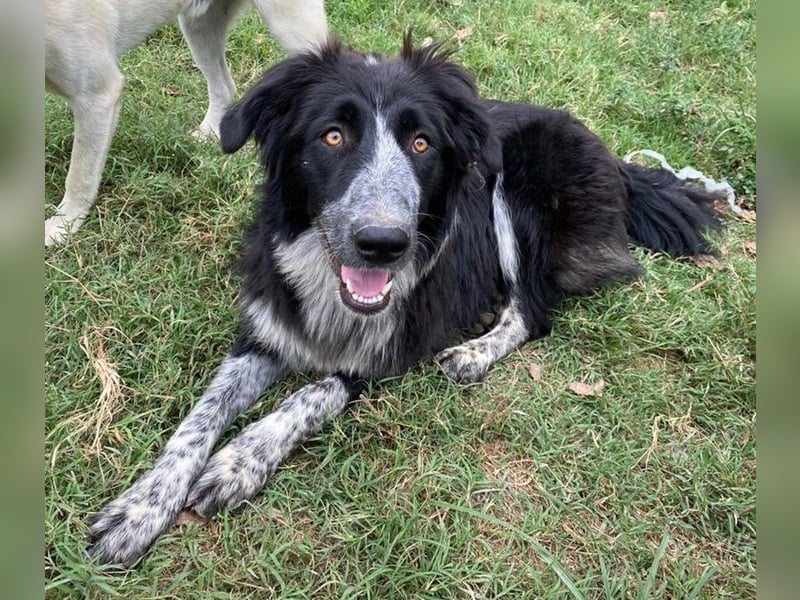 Lessa, geb. ca. 09/2022, lebt in GRIECHENLAND, im städt. Tierheim Serres