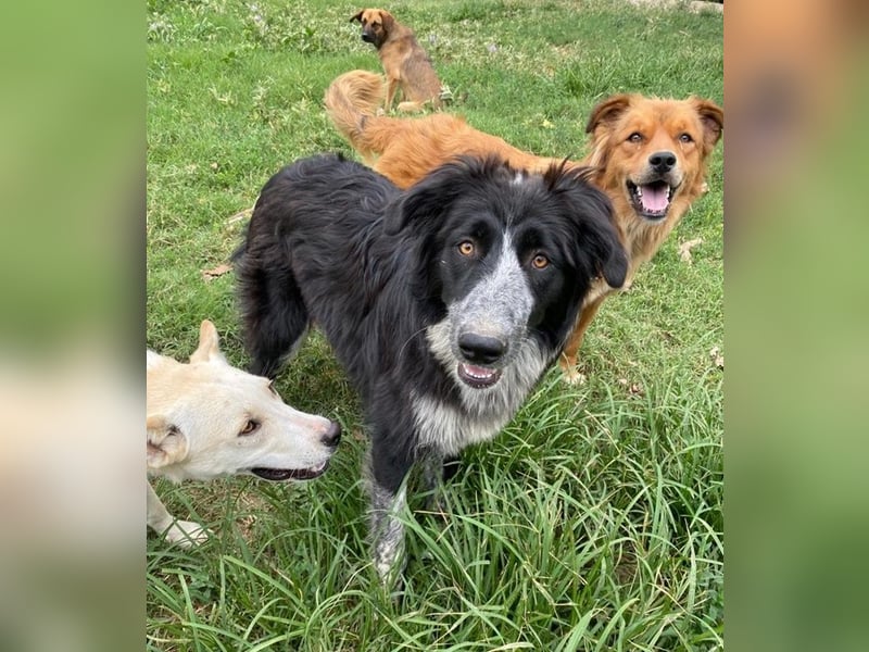 Lessa, geb. ca. 09/2022, lebt in GRIECHENLAND, im städt. Tierheim Serres