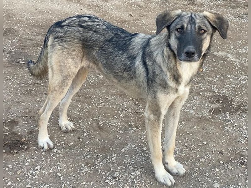 Erwin, geb. ca. 05/2024, lebt in GRIECHENLAND, im städt. Tierheim Serres