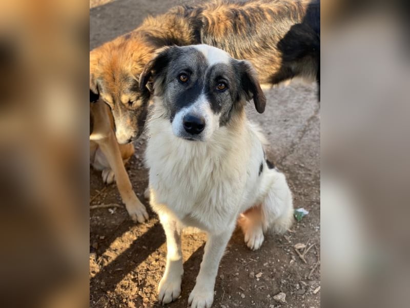 Ravli, geb. ca. 12/2024, lebt in GRIECHENLAND, im städt. Tierheim Serres