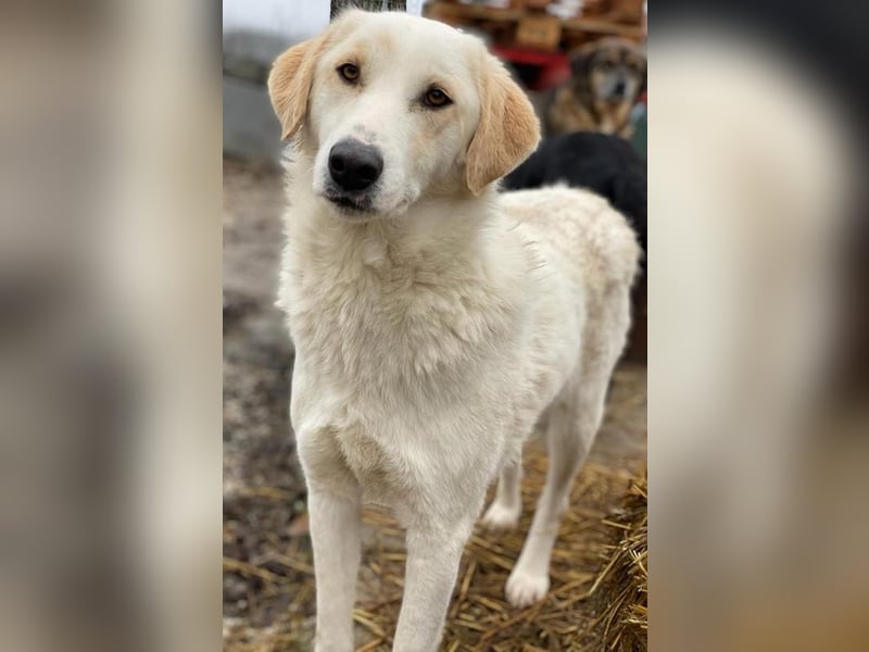 Nami, geb. ca. 12/2019, lebt in GRIECHENLAND, im städt. Tierheim Serres