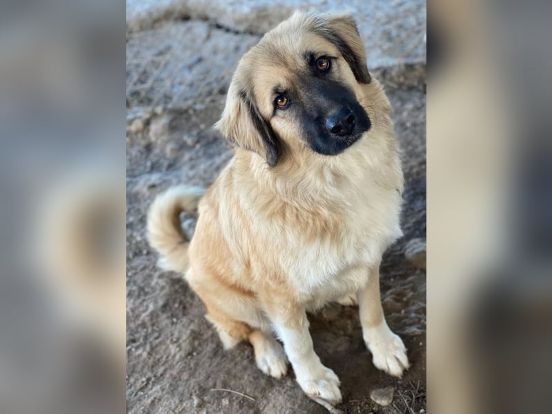 Malou, geb. ca. 04/2024, lebt in GRIECHENLAND, im städt. Tierheim Serres