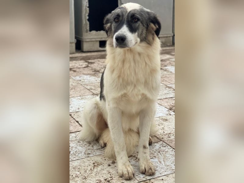 Ravli, geb. ca. 12/2024, lebt in GRIECHENLAND, im städt. Tierheim Serres