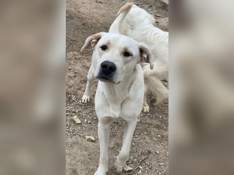 Miguel, geb. ca. 08/2024, lebt in GRIECHENLAND, im städt. Tierheim Serres Miguel, geb. ca. 08/2024, lebt in GRIECHENLAND, im städt. Tierheim Serres