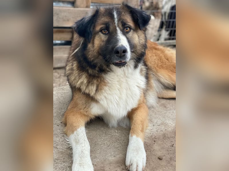 Poppi, geb. ca. 06/2021, lebt in GRIECHENLAND, im städt. Tierheim Serres