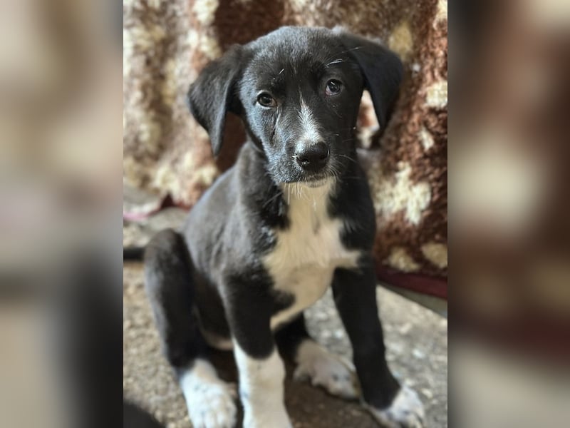 Fleur, geb. ca. 02/2025, lebt in GRIECHENLAND, auf einer privaten Pflegestelle