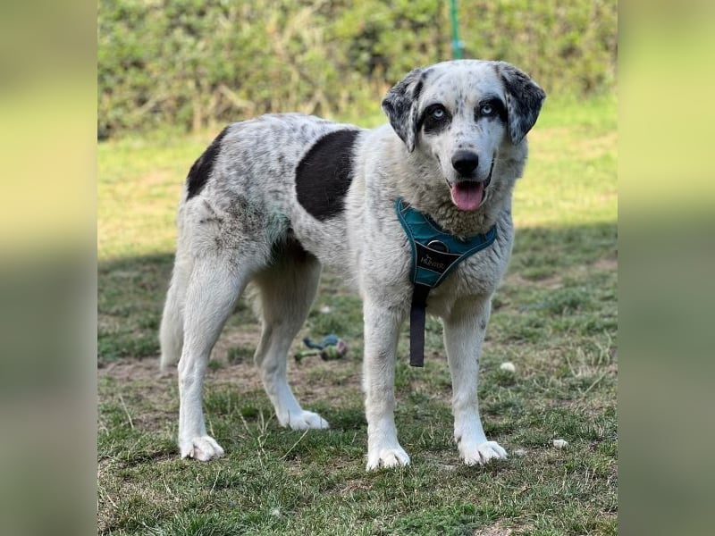 Snow, geb. ca. 06/2023, lebt auf einer Pflegestelle in 47652 Weeze Snow, geb. ca. 06/2023, lebt auf einer Pflegestelle in 47652 Weeze