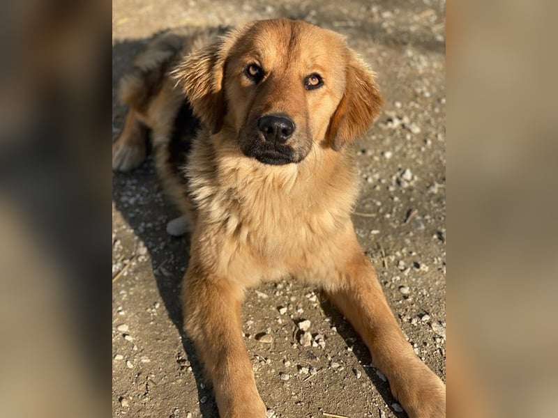 Kerchak, geb. ca. 07/2021, lebt in GRIECHENLAND, im städt. Tierheim Serres